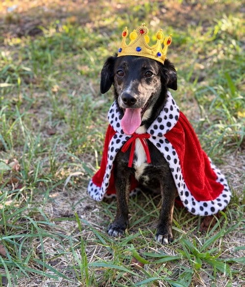 Photo of Ranger, adoptable Terrier in Mooresville, North Carolina