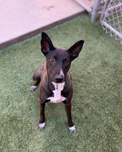 Photo of Claudia, adoptable dog in Farmington, New Mexico