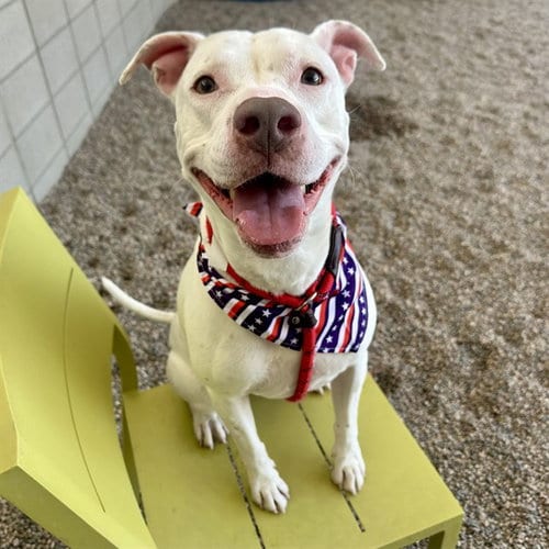Photo of Clarabell, adoptable American Pit Bull Terrier in Mesa, Arizona