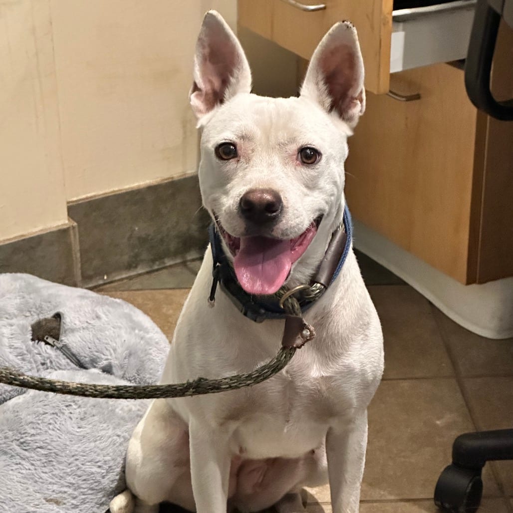 Photo of Coconut, adoptable Mixed Breed (Medium) in Chattanooga, Tennessee