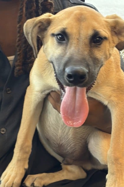 Photo of Sosa, adoptable dog in Atlanta, Georgia