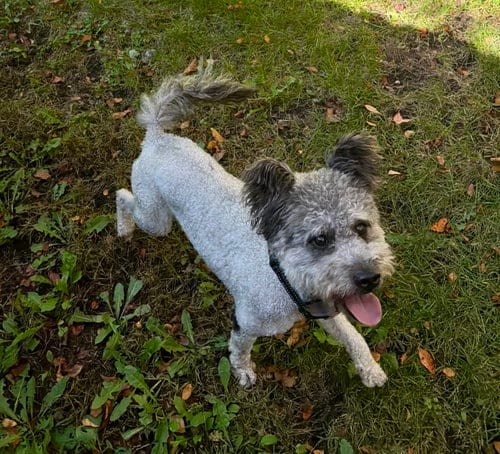 Photo of Wooly, adoptable Pumi in St. Louis Park, Minnesota