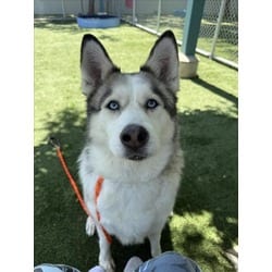 Photo of Canela, adoptable Husky in Chatsworth, California