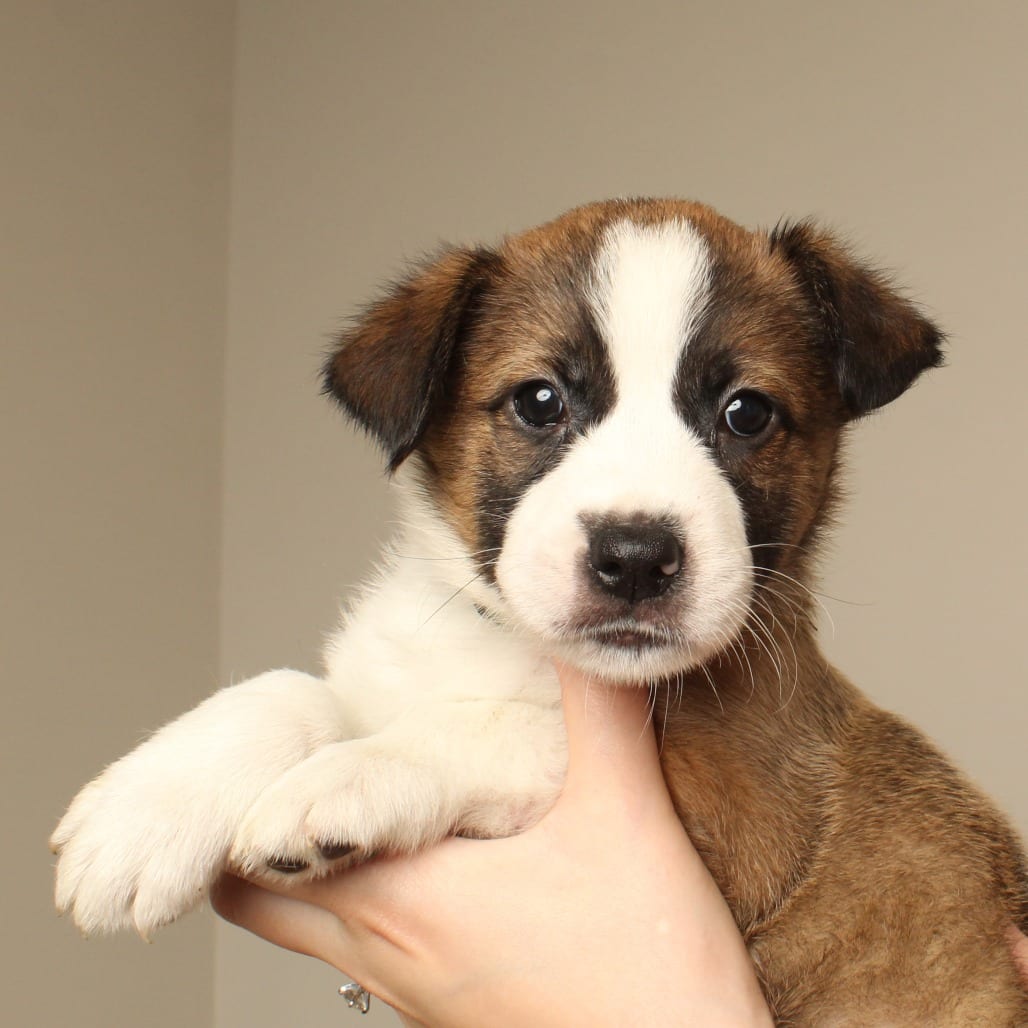 Photo of Phantom D71378, adoptable Terrier, American Pit Bull in Minnesota, Minnesota
