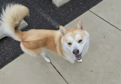 Photo of Odie, adoptable Siberian Husky in Forestville, Maryland