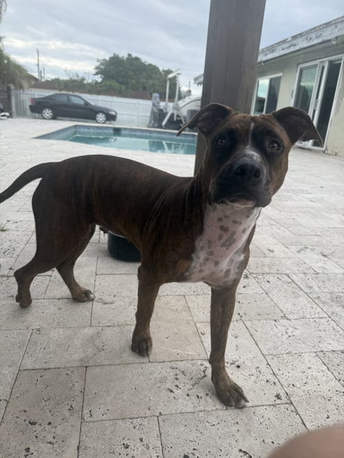 Photo of Canela, adoptable American Pit Bull Terrier in Miami, Florida