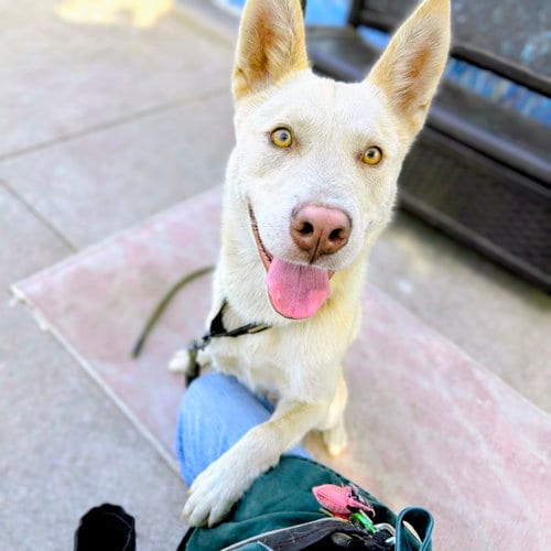 Photo of Bumper, adoptable Husky in Oakland, California