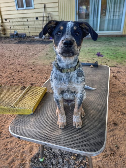 Photo of Jackson, adoptable Australian Cattle Dog/Blue Heeler in Garden City, New York