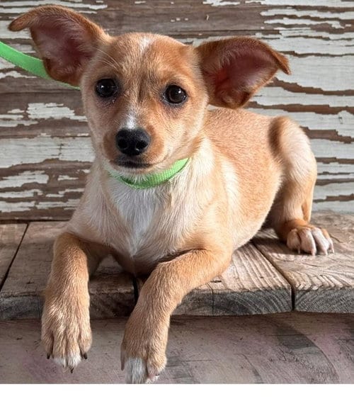 Photo of Tanya, adoptable Terrier in Carrollton, Texas