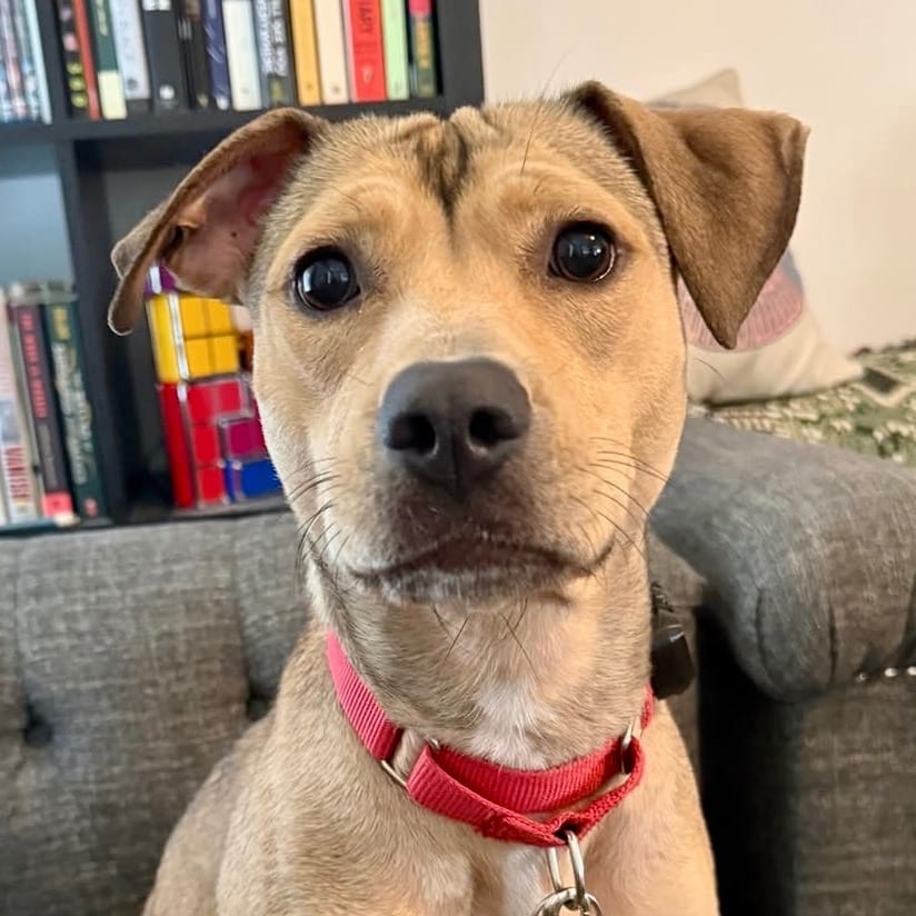 Photo of Carolina, adoptable Terrier in Bloomfield, Connecticut