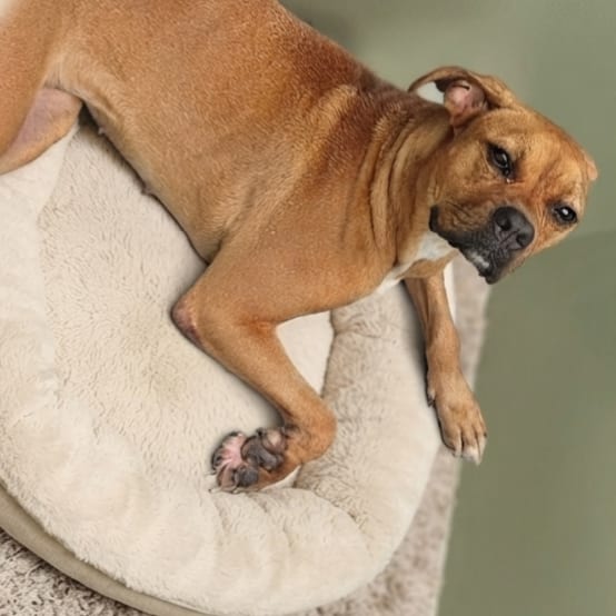 Photo of Zoe, adoptable Boxer / Mix in Fort Pierce, Florida