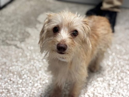 Photo of Carla, adoptable Terrier in Pueblo, Colorado