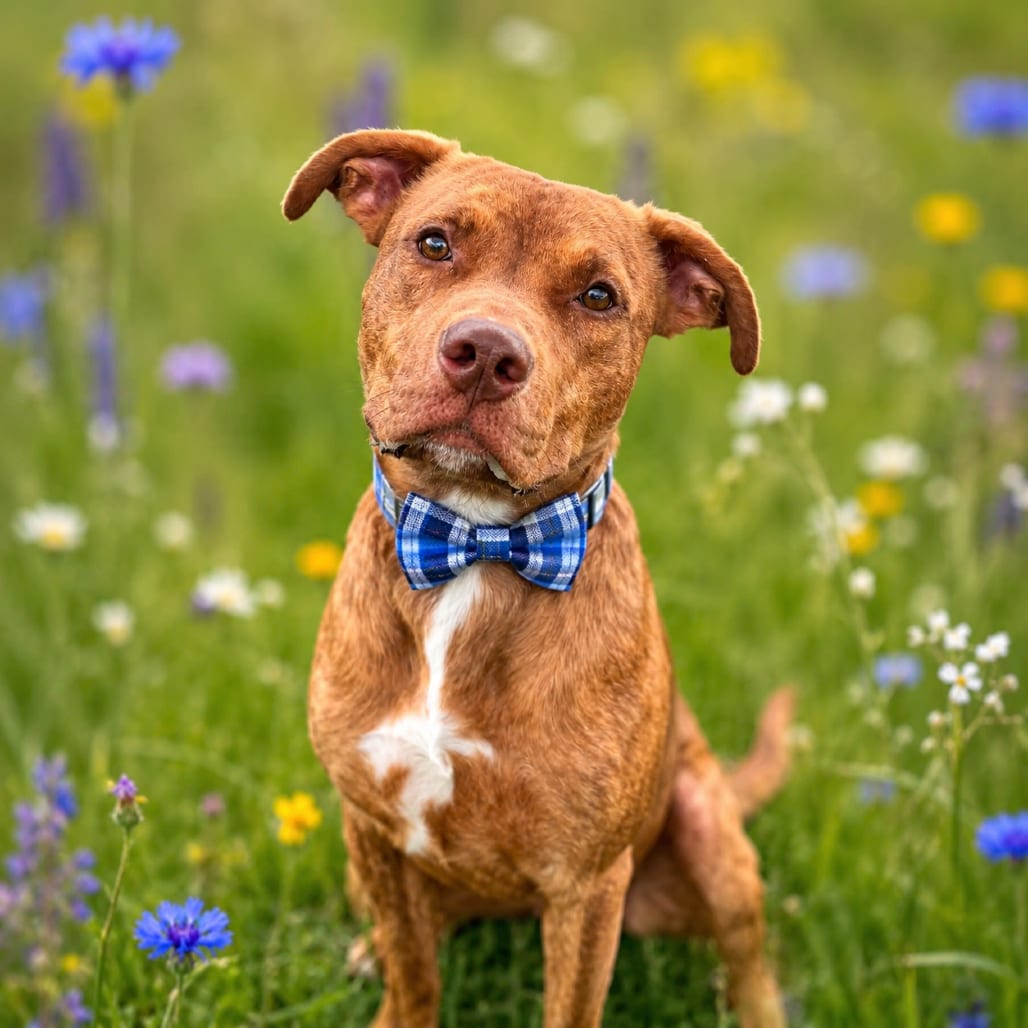 Photo of Bruno, adoptable Terrier, Pit Bull / Mixed Breed (Medium) in Binghamton, New York
