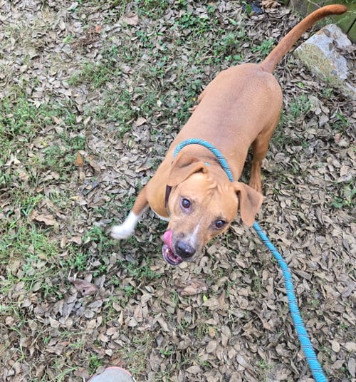 Photo of Chuck, adoptable Hound in Jackson, Mississippi