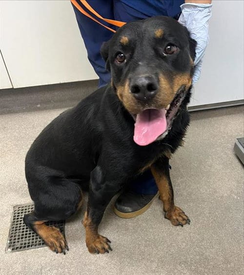 Photo of Dulce, adoptable Rottweiler in HESPERIA, California