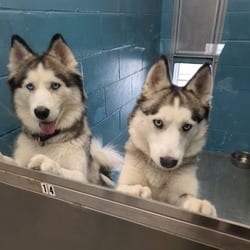 Photo of Bella, adoptable Husky in Syracuse, New York