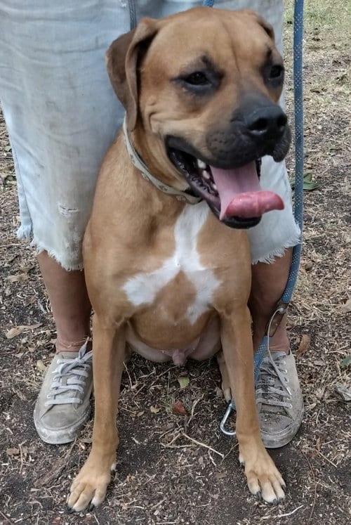 Photo of Rocky, adoptable Boxer in San Antonio, Texas