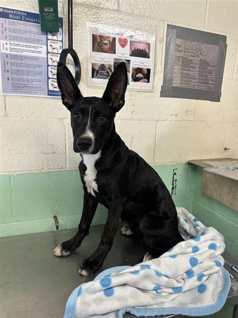 Photo of Aphrodite, adoptable Labrador Retriever in Sacramento, California