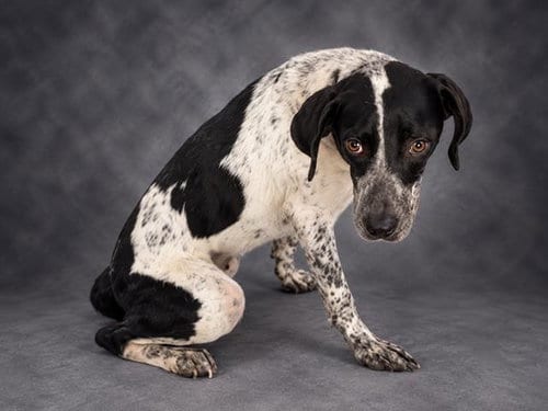 Photo of Brenda, adoptable Pointer in Winter Haven, Florida