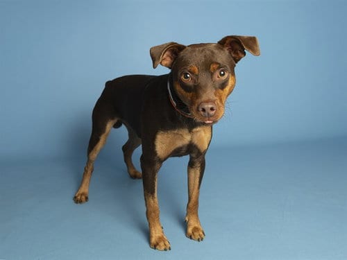 Photo of Queso, adoptable Miniature Pinscher in Phoenix, Arizona