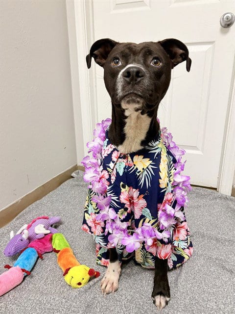 Photo of Bibble, adoptable Pit Bull Terrier in Killeen, Texas