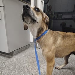 Photo of Helga, adoptable Plott Hound in Lakeland, Florida