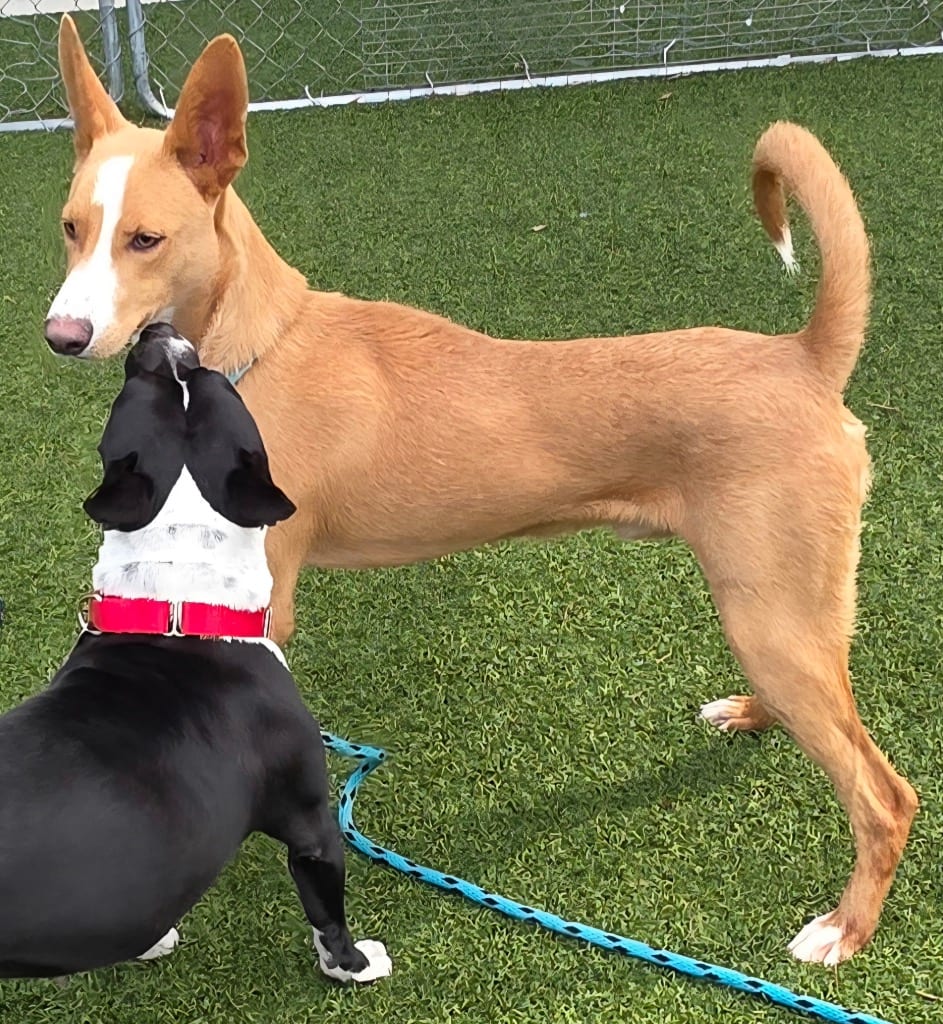 Photo of Galaxy, adoptable Carolina Dog in Hartsville, South Carolina