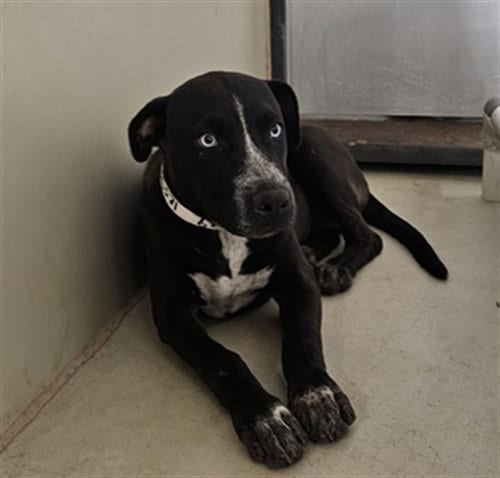 Photo of Mel, adoptable Pit Bull Terrier in Bakersfield, California