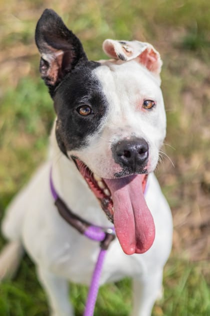 Photo of Denali, adoptable dog in Chamblee, Georgia