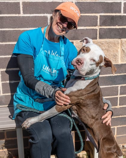 Photo of GingerAle, adoptable dog in Chamblee, Georgia