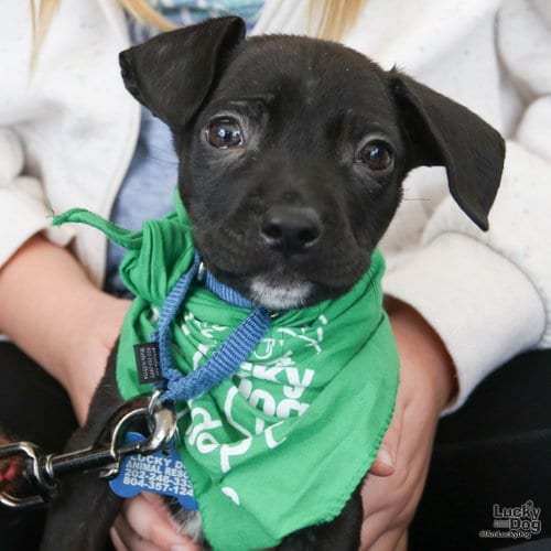 Photo of Moran, adoptable Chihuahua in Washington, District of Columbia