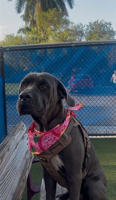 Photo of Misty, adoptable Mastiff in Miami, Florida