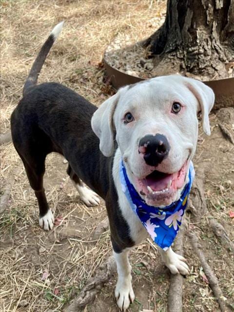 Photo of Banjo, adoptable Pit Bull Terrier in Tulsa, Oklahoma