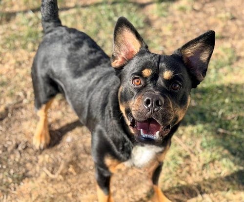 Photo of Brandon, adoptable Australian Kelpie in Fairfield, California