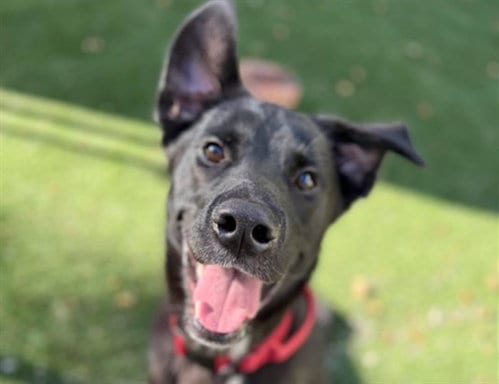 Photo of Lex Luther, adoptable Labrador Retriever in Anchorage, Alaska