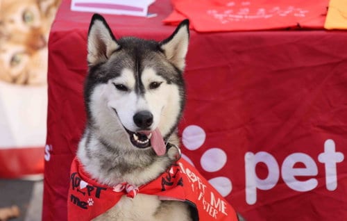 Photo of McNugget, adoptable Siberian Husky in Walnut Creek, California