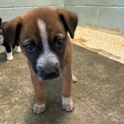 Photo of Penne 6181, adoptable Mixed Breed (Small) in Loxahatchee, Florida