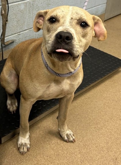 Photo of Go Pro, adoptable dog in Chamblee, Georgia