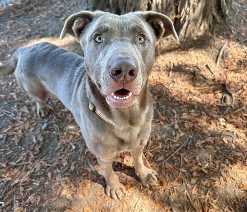 Photo of Goober, adoptable Labrador Retriever in Santa Rosa, California