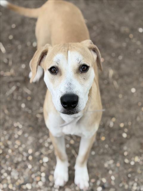 Photo of Jesse, adoptable Staffordshire Bull Terrier in Houston, Texas