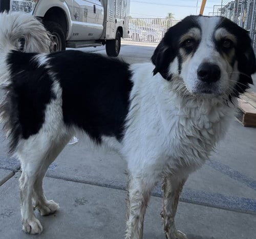 Photo of Queen, adoptable Great Pyrenees in Bakersfield, California