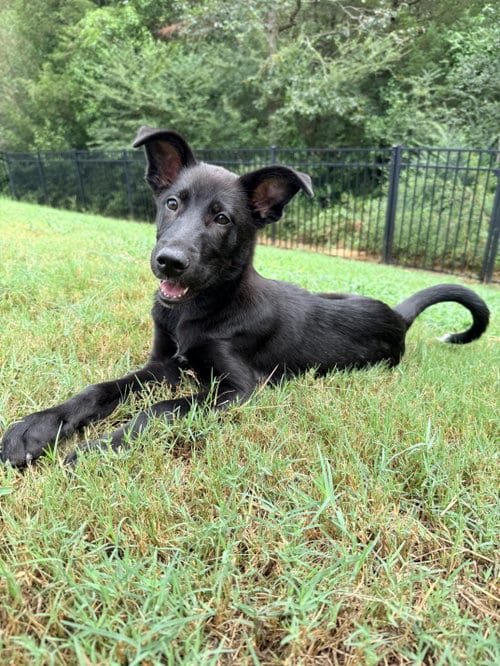 Photo of Bo Peep, adoptable German Shepherd Dog in La Grange, North Carolina