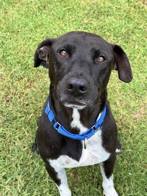Photo of Rob, adoptable Pit Bull Terrier in Sugar Land, Texas