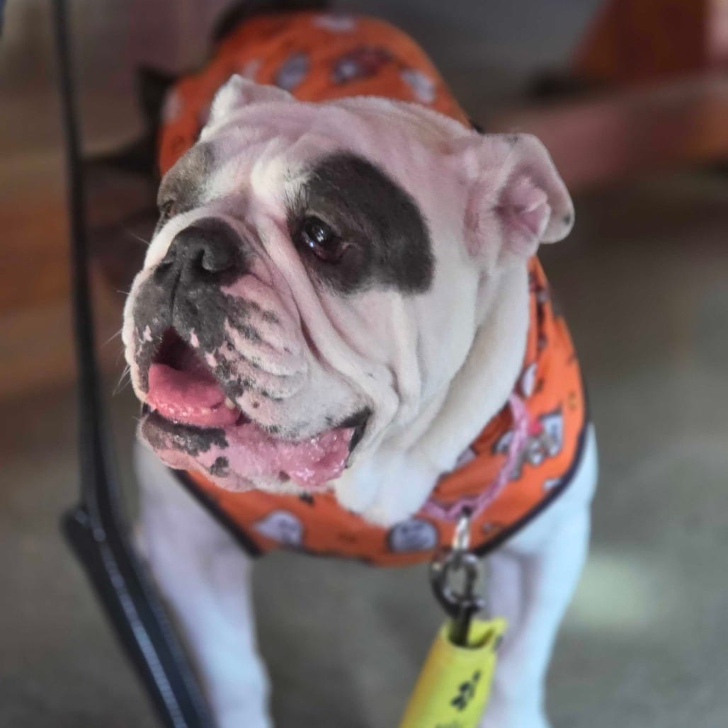 Photo of Zelda, adoptable Bulldog, English in California, California