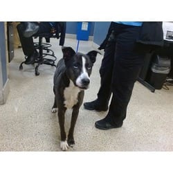 Photo of Taylor, adoptable Husky in Doral, Florida