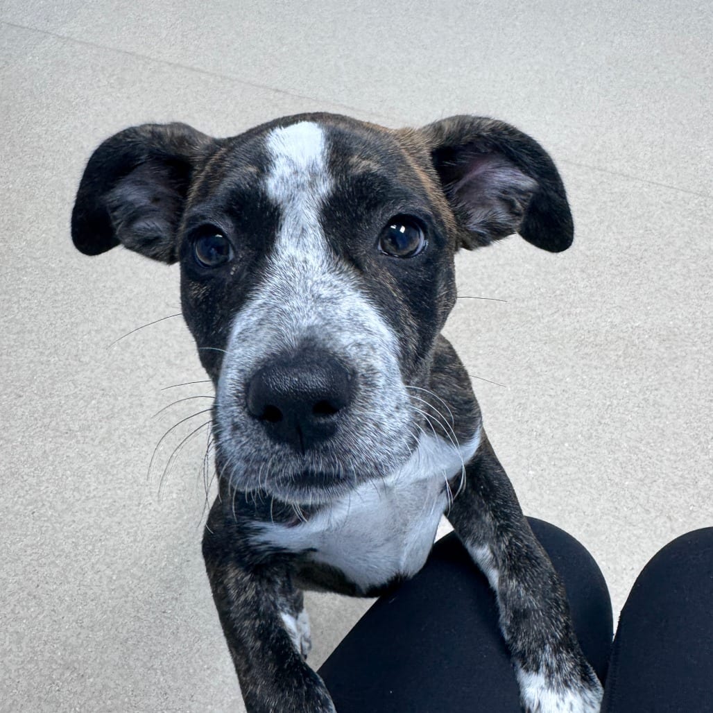 Photo of Mini Wheat, adoptable Terrier / Mixed Breed (Medium) in Staunton, Virginia