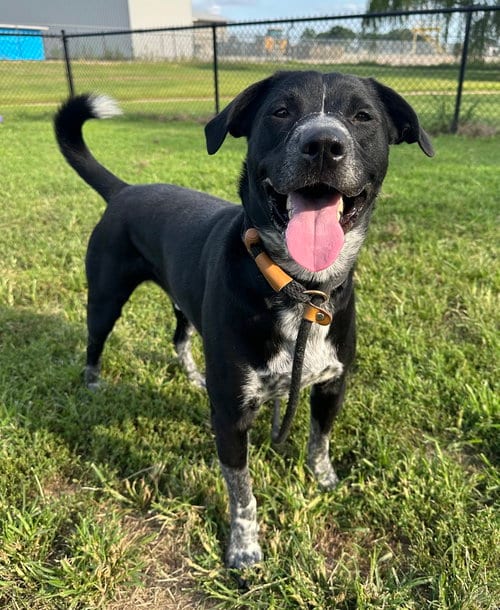 Photo of Clack, adoptable Pit Bull Terrier in Evansville, Indiana