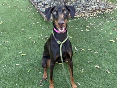 Photo of Betty Crocker, adoptable Doberman Pinscher in Van Nuys, California