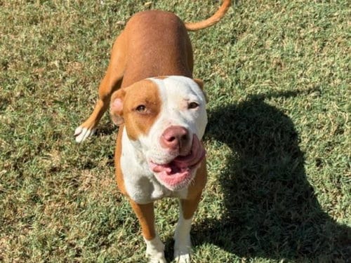 Photo of Tator Tot, adoptable Pit Bull Terrier in Tulsa, Oklahoma