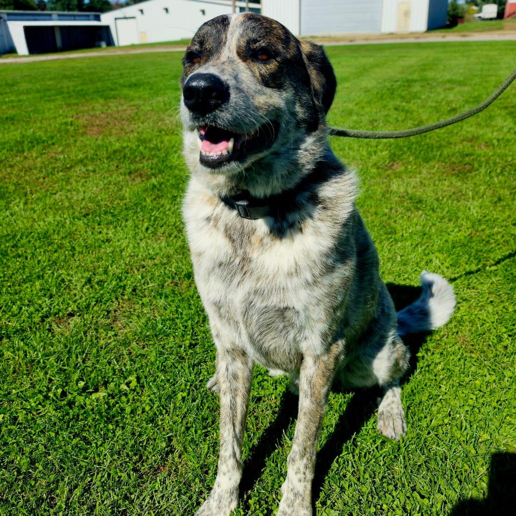 Photo of Rocky, adoptable American Blue Heeler / Pyrenees, Great in Tipton, Iowa